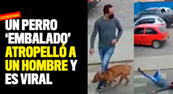Un perro 'embalado' atropelló a un hombre y es viral