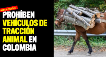 Prohíben vehículos de tracción animal en Colombia