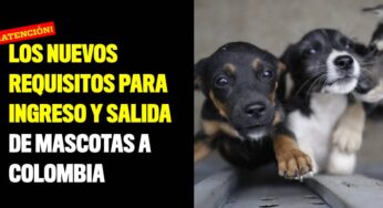 Los nuevos requisitos para ingreso y salida de perros y gatos a Colombia