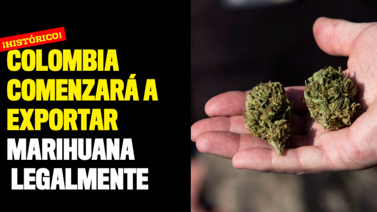 Colombia exportará semilla de cannabis no psicoactivo al Reino