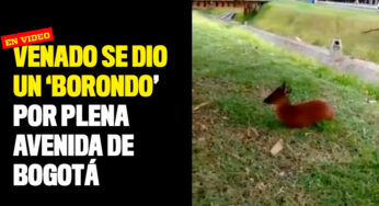 Video: un venado se dio un 'borondo' por plena avenida de Bogotá
