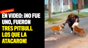 En video: ¡No fue uno, fueron tres pitbull los que la atacaron!