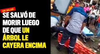 Se salvó de morir luego de que un árbol le cayera encima