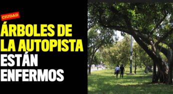 Los árboles de la Autopista Suroriental están enfermos