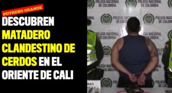 Descubren matadero clandestino de cerdos en el oriente de Cali