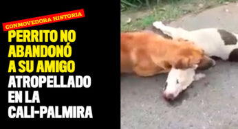 ¡Conmovedora historia perruna! Canino no abandonó a su amigo atropellado en la Cali-Palmira