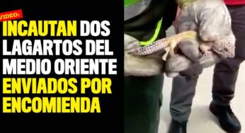 Incautan dos lagartos del Medio Oriente enviados por encomienda a Cali