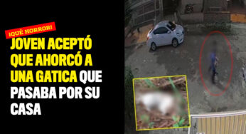 Joven aceptó que ahorcó a una gatica que pasaba por su casa