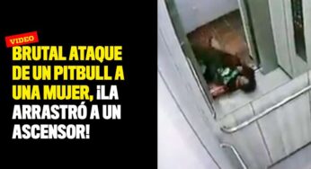 Brutal ataque de un pitbull a una mujer, ¡la arrastró a un ascensor!