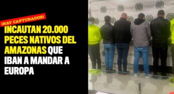 Incautan 20.000 peces nativos del Amazonas que iban a mandar a Europa