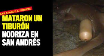 Mataron un tiburón nodriza en San Andrés