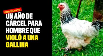 Un año de cárcel para hombre que violó a una gallina