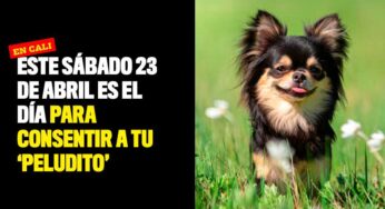 Este sábado 23 de abril es el día para consentir a tu 'peludito'