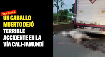 VIDEO: Un caballo muerto dejó terrible accidente en la vía Cali-Jamundí