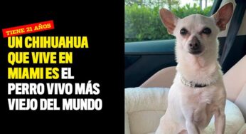 Un chihuahua que vive en Miami es el perro vivo más viejo del mundo