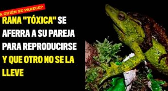 Rana "tóxica" se aferra a su pareja para reproducirse y que otro no se la lleve