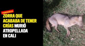 Zorra que acababa de tener crías murió atropellada en Los Álamos