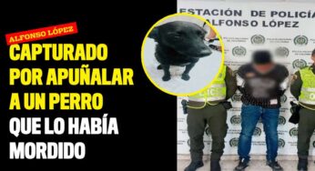 Capturado por apuñalar a un perro que lo había mordido
