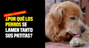 ¿Por qué los perros se lamen tanto sus patitas?