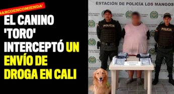 El canino 'Toro' interceptó 'narcoencomienda' en Cali