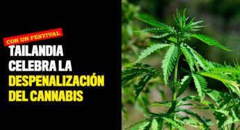 ¡Con un festival! Tailandia celebra la despenalización del cannabis