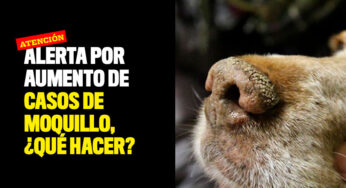 Alerta por aumento de casos de moquillo en perros, ¿qué hacer?