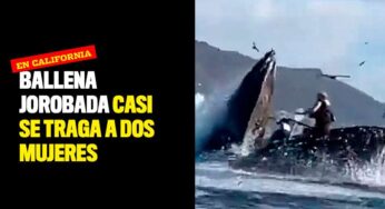 Ballena jorobada casi se traga a dos mujeres en California