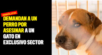 Demandan a un perro por asesinar a un gato en exclusivo sector