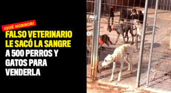 Falso veterinario le sacó la sangre a 500 perros y gatos para venderla