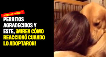 Perritos agradecidos y este, ¡miren cómo reaccionó cuando lo adoptaron!
