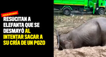 ¡Hermoso! Resucitan a elefanta que se desmayó al intentar sacar a su cría de un pozo