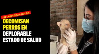 Decomisan perros en deplorable estado de salud en Cristóbal Colón