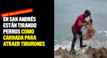 En San Andrés están tirando perros como carnada para atraer tiburones