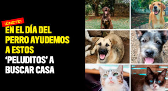 En el Día del Perro ayudemos a estos 'peluditos' a buscar casa