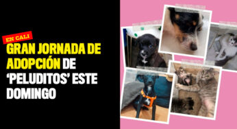 Gran jornada de adopción de 'peluditos' este domingo en Cali