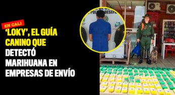 'Loky', el guía canino que detectó marihuana en empresas de envío