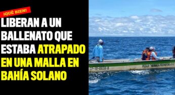 Liberan a un ballenato que estaba atrapado en una malla en Bahía Solano