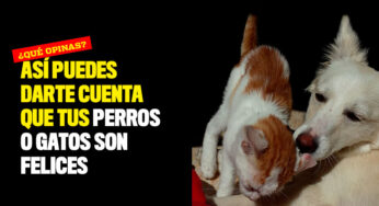 Así puedes darte cuenta que tus perros o gatos son felices