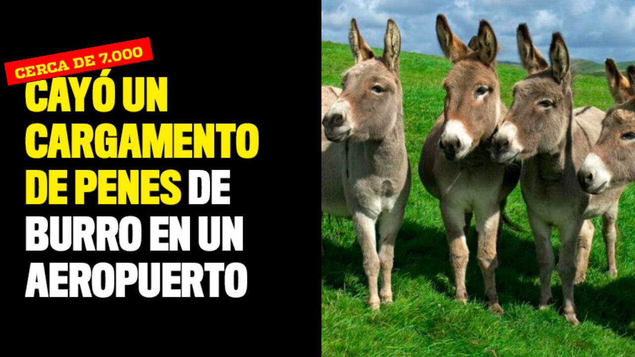 Cayó un cargamento de penes de burro en un aeropuerto