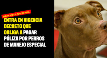 Entra en vigencia decreto que obliga a pagar póliza por perros de manejo especial