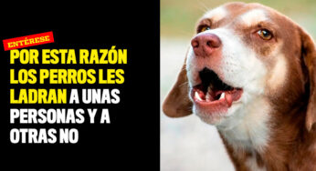 Por esta razón los perros les ladran a unas personas y a otras no