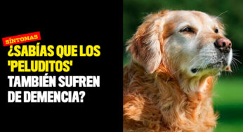 ¿Sabías que los 'peluditos' también sufren de demencia? Síntomas para detectarlos