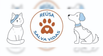 Este domingo: Gran bingo y pulguero por los 'peluditos' abandonados en Cali