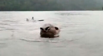 Otro elefante marino apareció en Colombia, ¡esta vez en el Chocó!