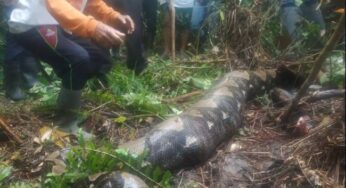 ¡De no creer! Mujer desaparecida fue encontrada dentro del estómago de una Pitón
