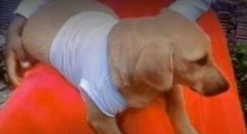 Denuncia: no aguantó los ladridos y mató a una perrita en Jamundí