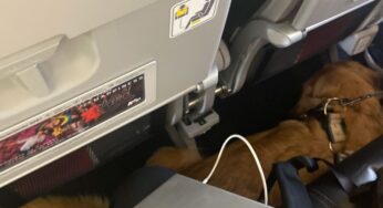 Pasajera de Avianca se quejó por compartir silla con un "perrote"