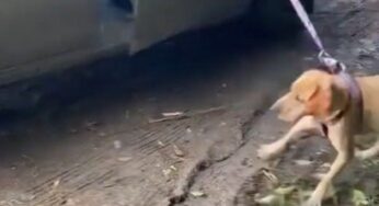 ¡De no creer! Mujer llevaba a un perrito amarrado a un carro en movimiento
