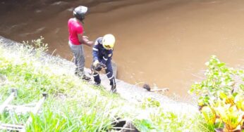 Sin importar el peligro, Bomberos de Cali salvaron a un canino de caer en el río