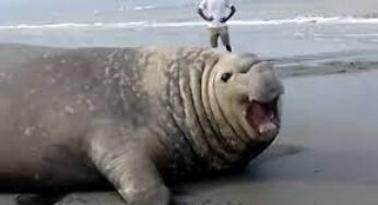 Elefante marino perdido en el Pacífico fue asesinado en Nariño
